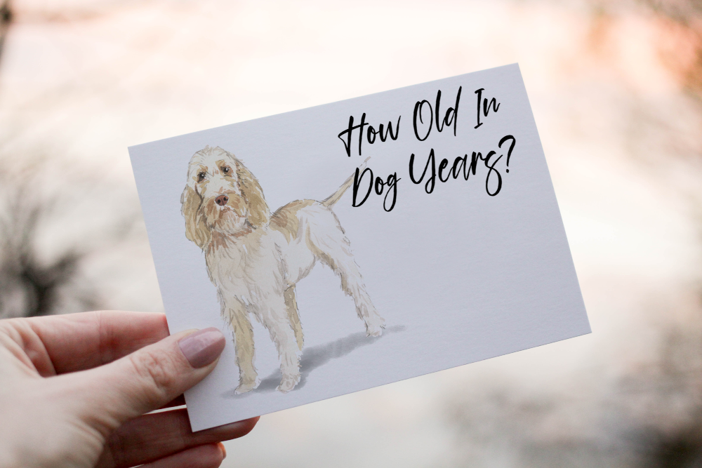 Spinone Italiano Dog Birthday Card, Dog Birthday Card - Click Image to Close